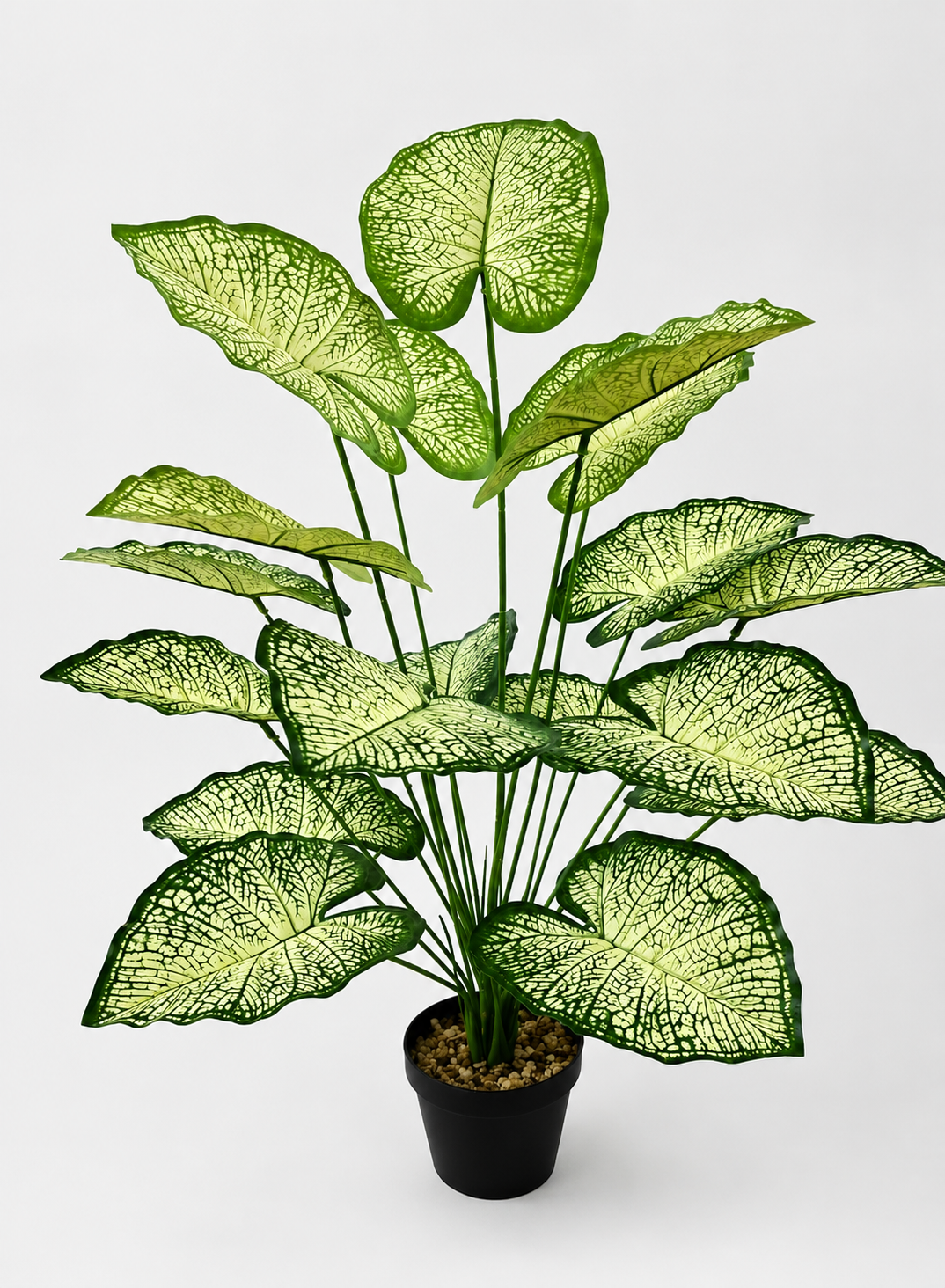 18 Heads Caladium with Pot 18头五彩芋-White/Green | Trees & Plants