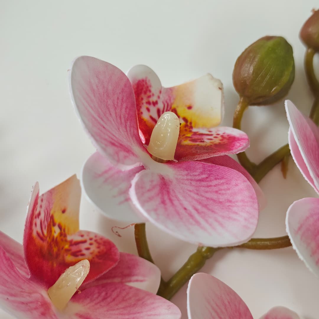 3D Phalaenopsis Orchid x 2 (65cm) | Tall Flowers