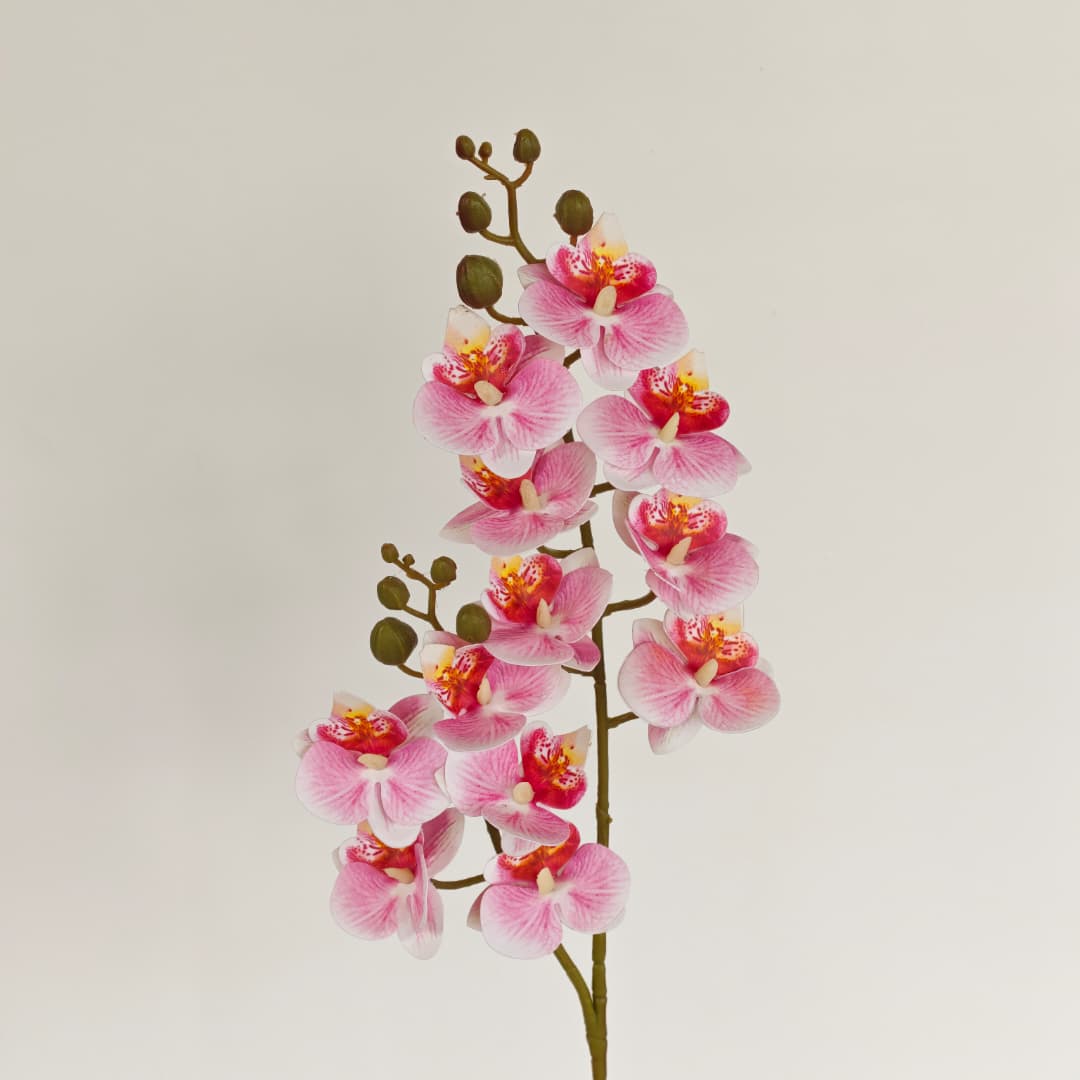 3D Phalaenopsis Orchid x 2 (65cm) | Tall Flowers