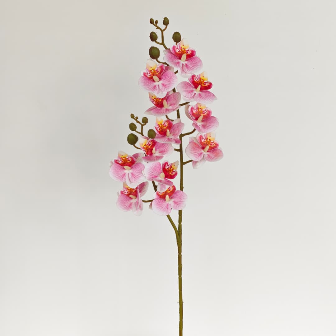 3D Phalaenopsis Orchid x 2 (65cm) | Tall Flowers