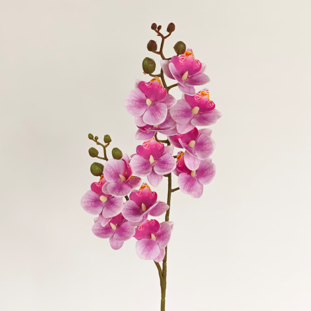 3D Phalaenopsis Orchid x 2 (65cm) | Tall Flowers