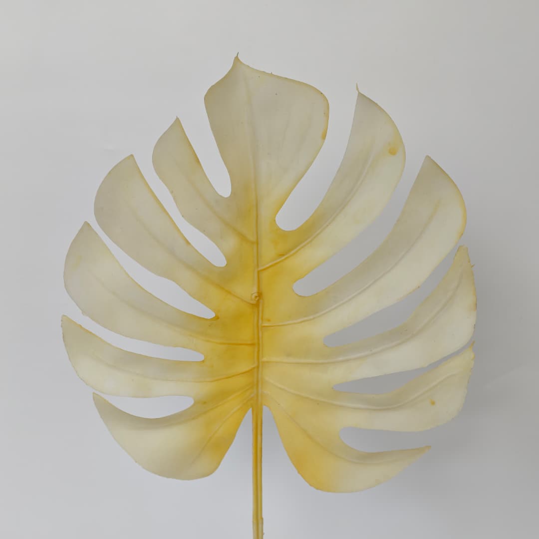 Monstera Leaf (73cm) | Fillers