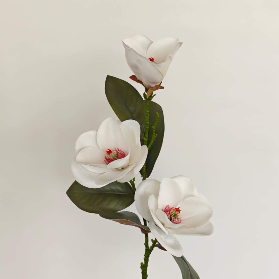 Magnolia x 3 | 
