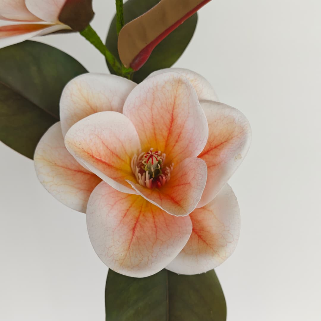 Magnolia x 3 | Tall Flowers
