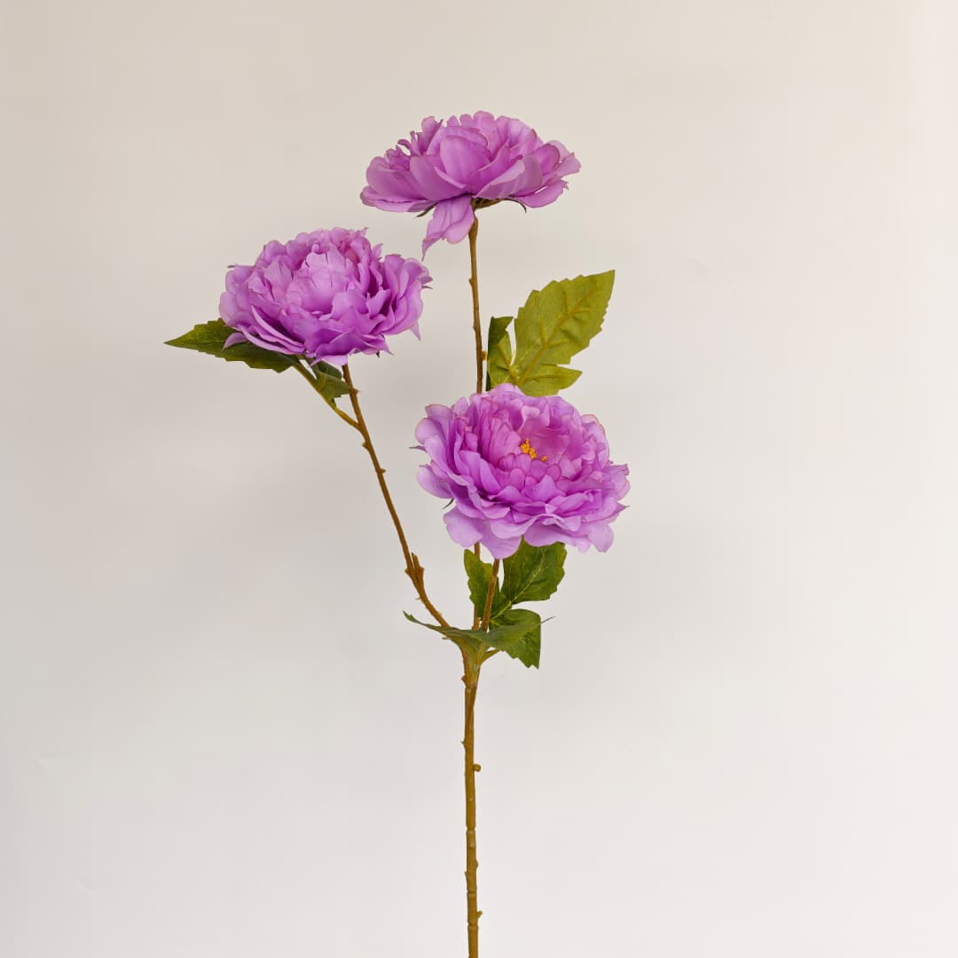 Dry Peony Spray 88cm x 3 | Tall Flowers