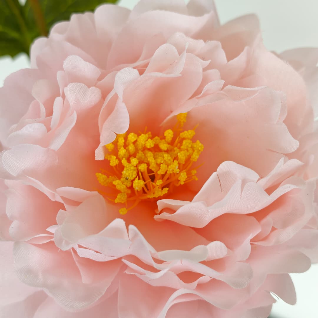Dry Peony Spray 88cm x 3 | Tall Flowers