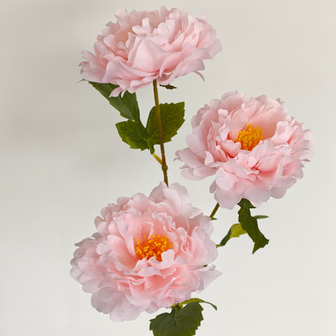 Dry Peony Spray 88cm x 3 | Tall Flowers