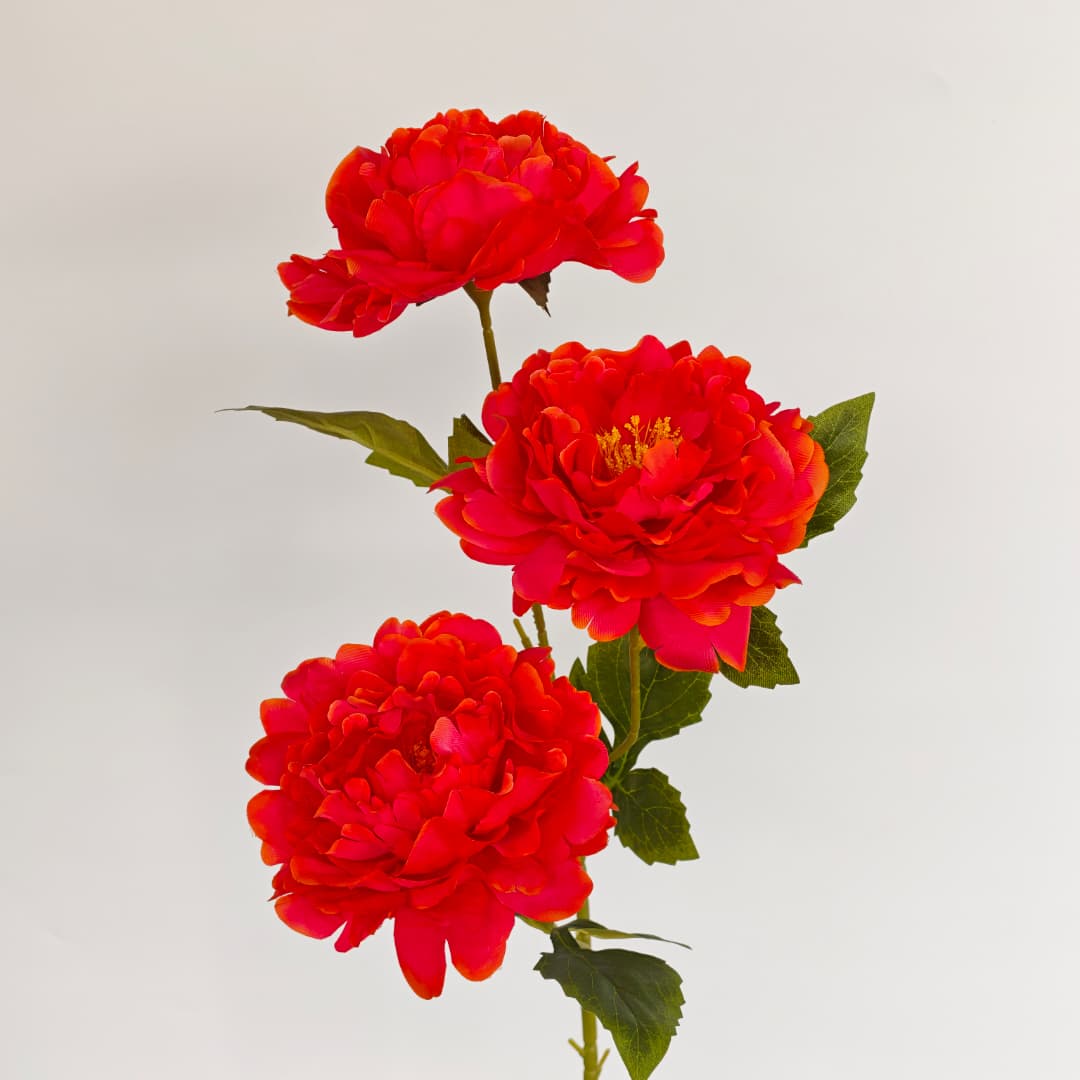 Dry Peony Spray 88cm x 3 | Tall Flowers