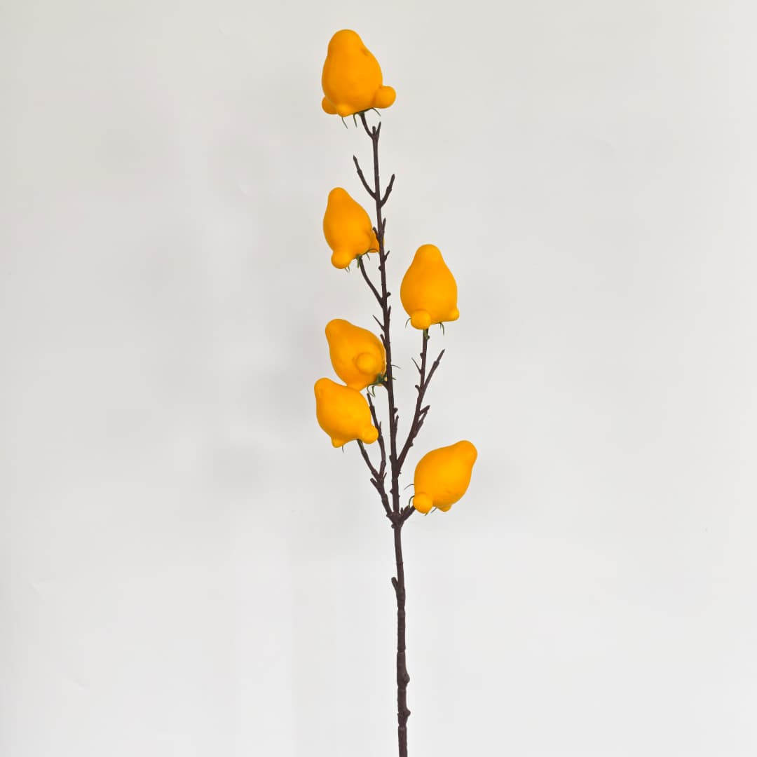Solanum Mammosum x 6 (79cm)-Yellow | Tall Flowers