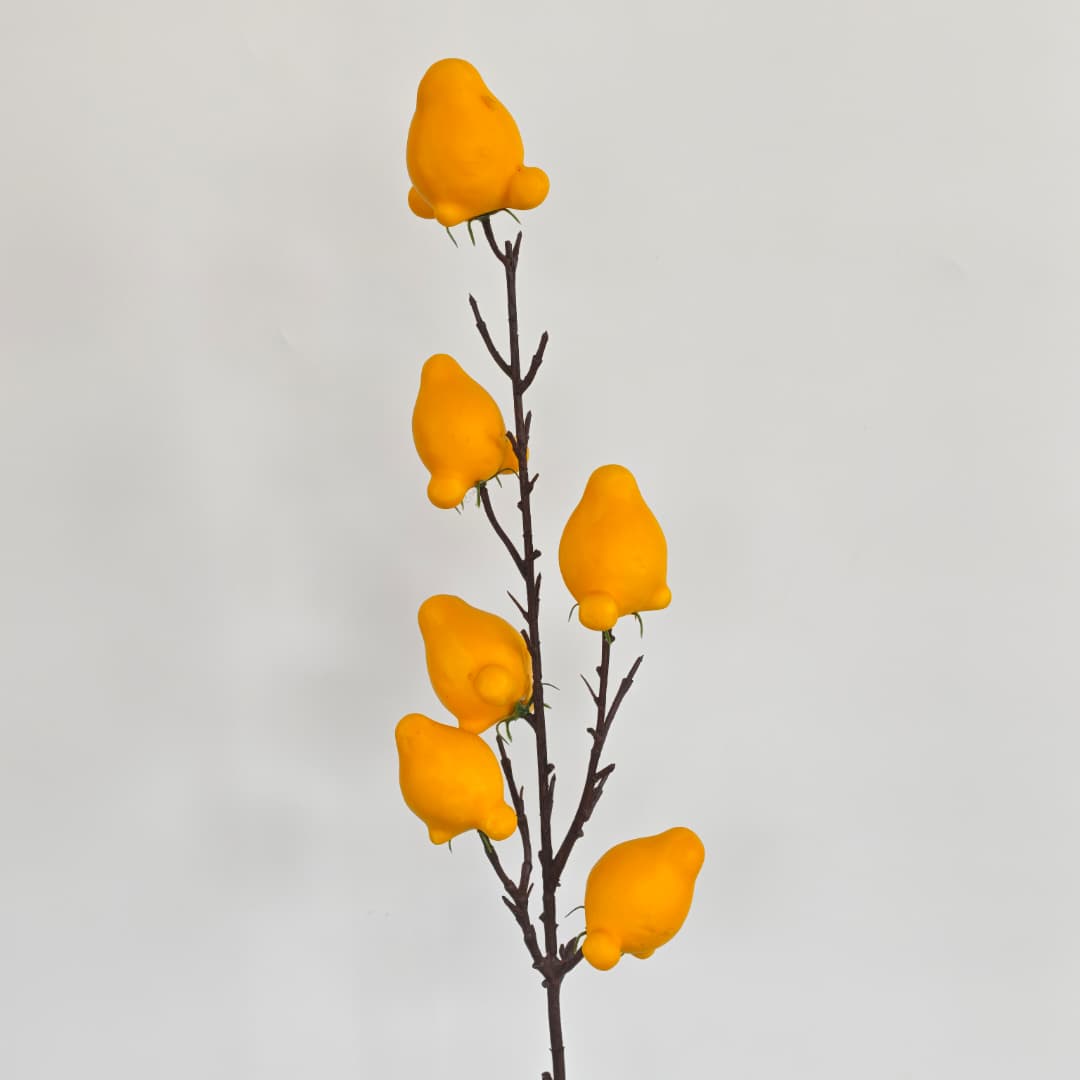 Solanum Mammosum x 6 (79cm)-Yellow | Tall Flowers