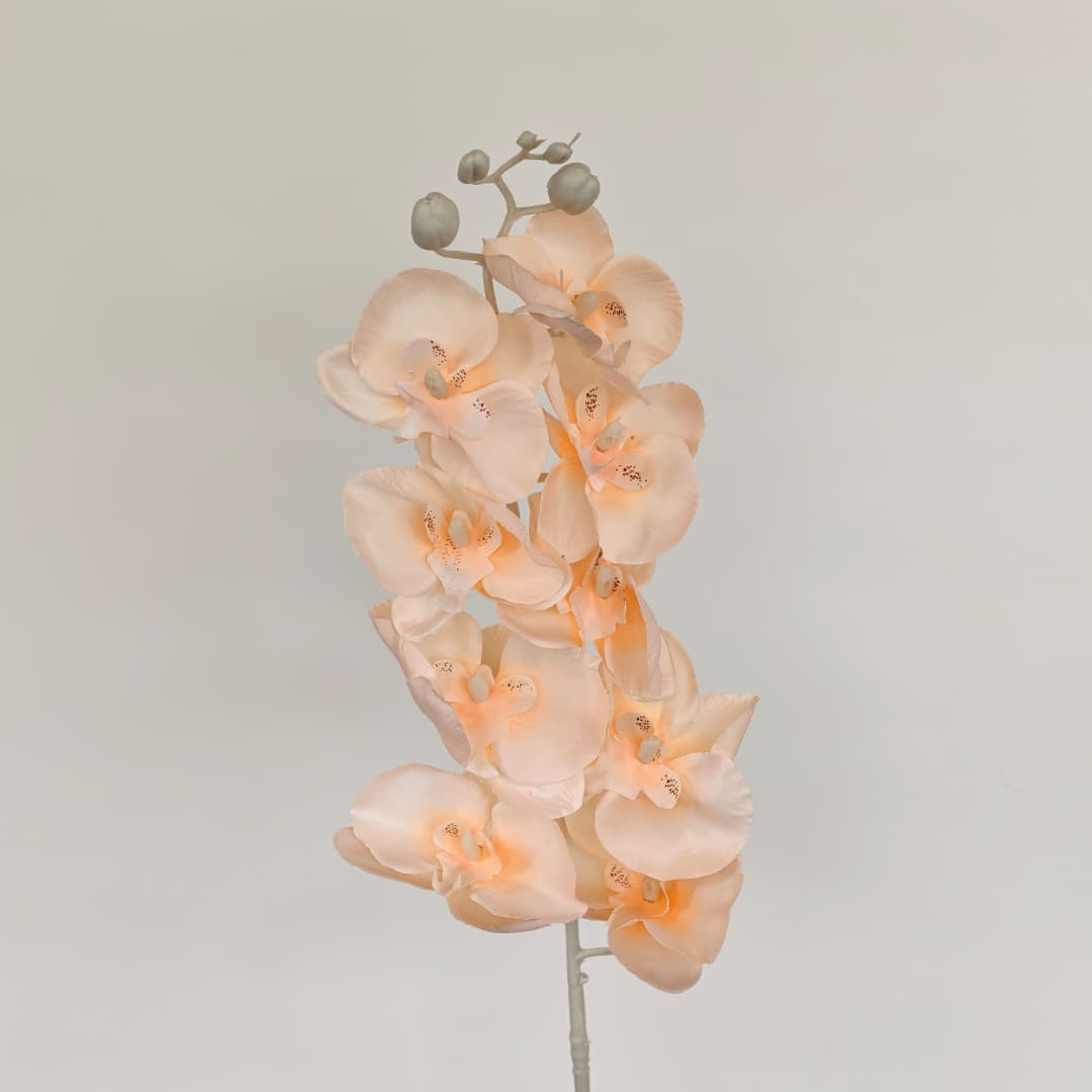 Butterfly Orchid x 9 (92cm) | Tall Flowers