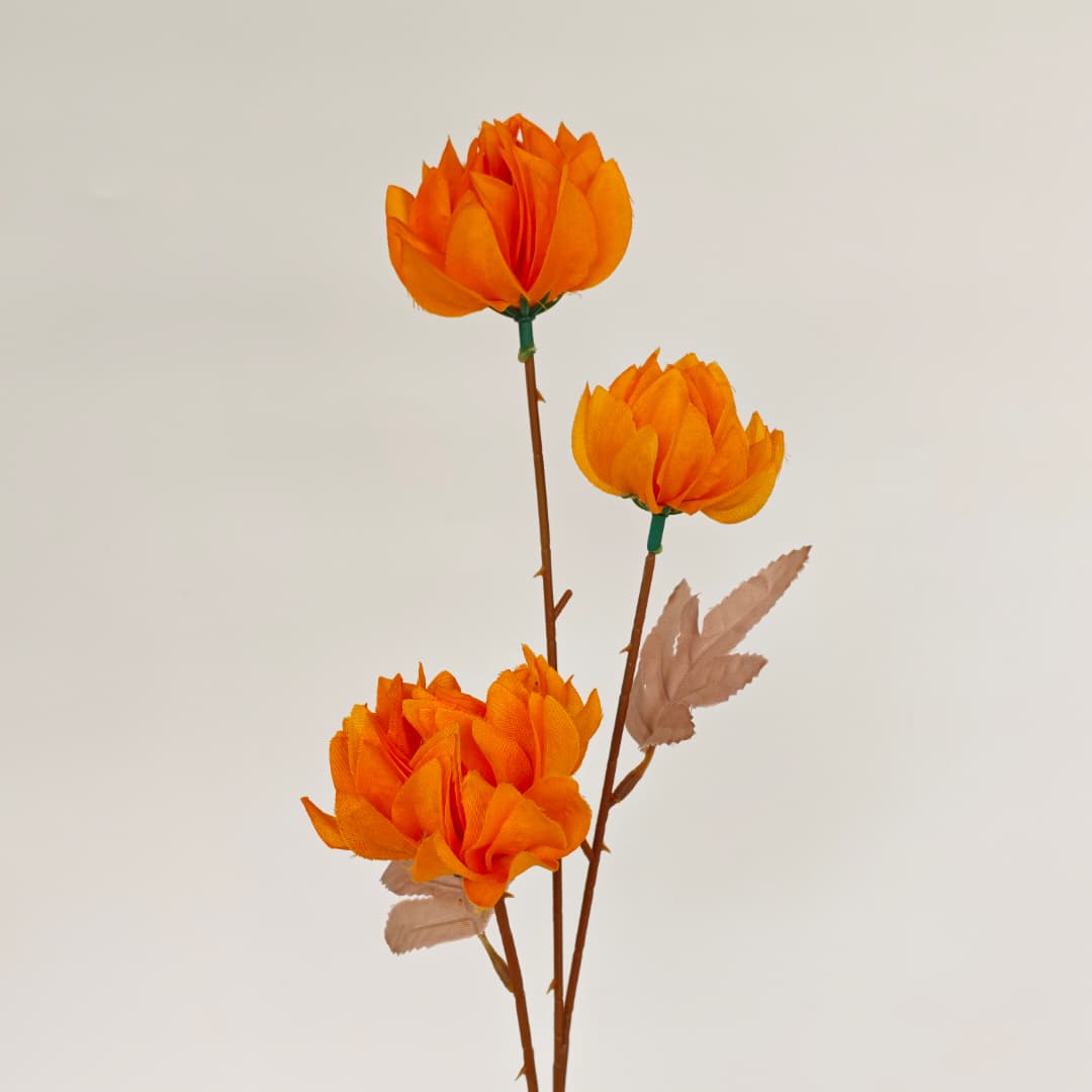 Tagetes erecta x3 万寿菊 (67cm) | Tall Flowers