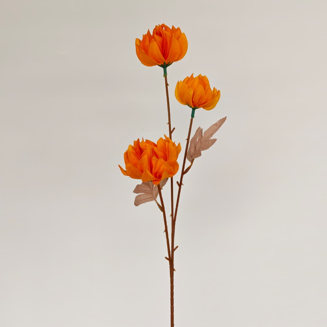 Tagetes erecta x3 万寿菊 (67cm) | Tall Flowers