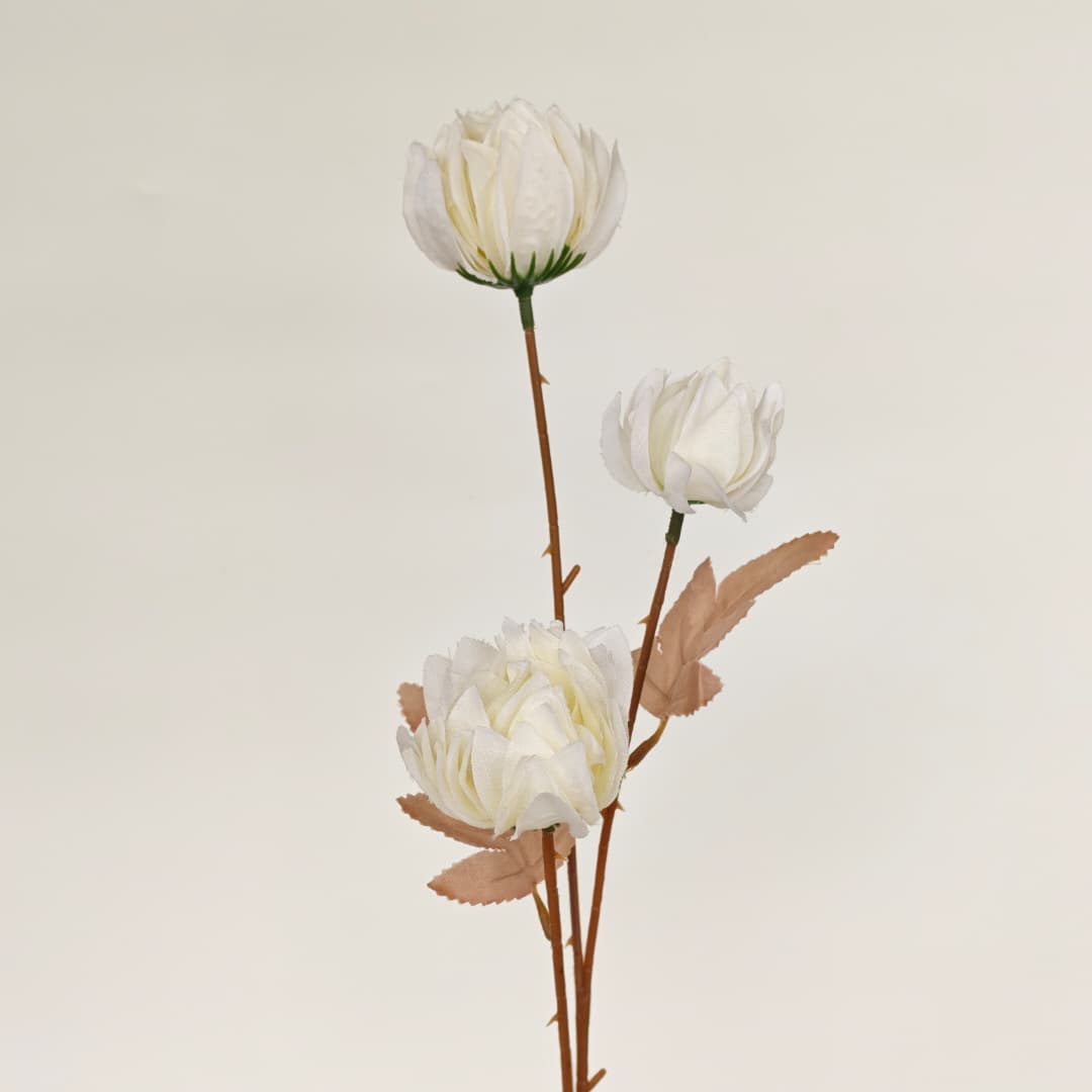 Tagetes erecta x3 万寿菊 (67cm) | Tall Flowers
