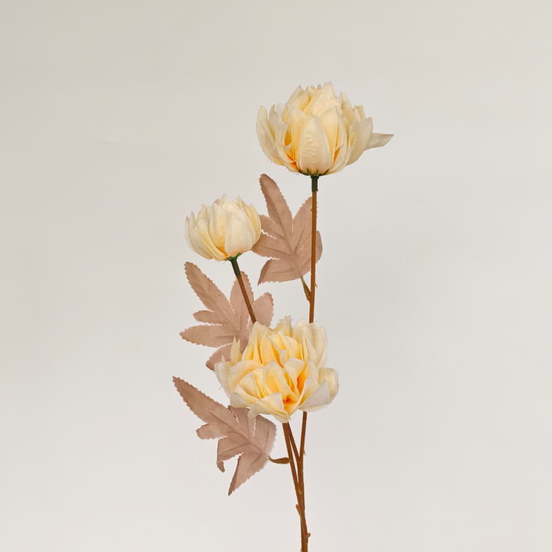 Tagetes erecta x3 万寿菊 (67cm) | Tall Flowers
