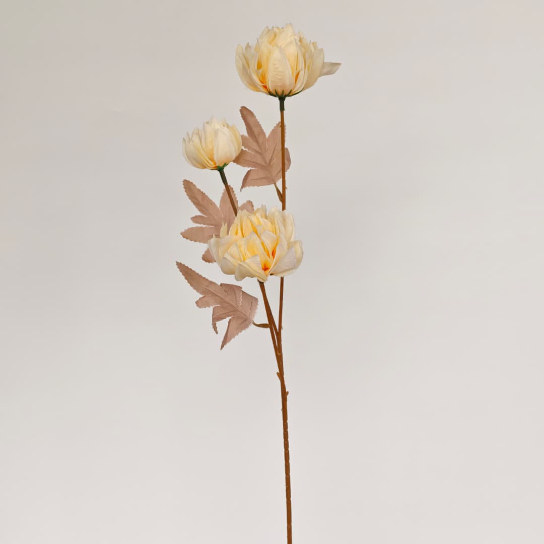 Tagetes erecta x3 万寿菊 (67cm) | Tall Flowers