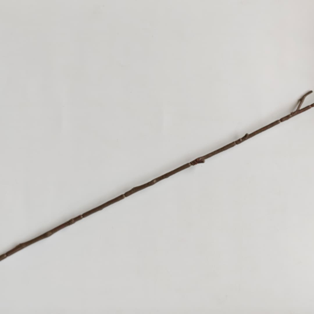 Sourwood (90cm)-Autumn | Tall Flowers