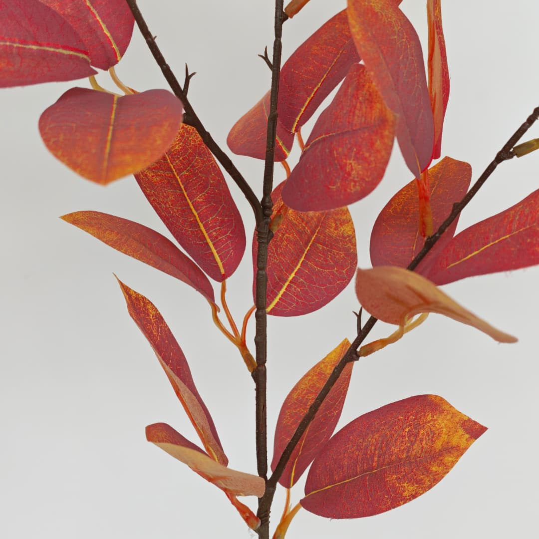 Sourwood (90cm)-Autumn | Tall Flowers