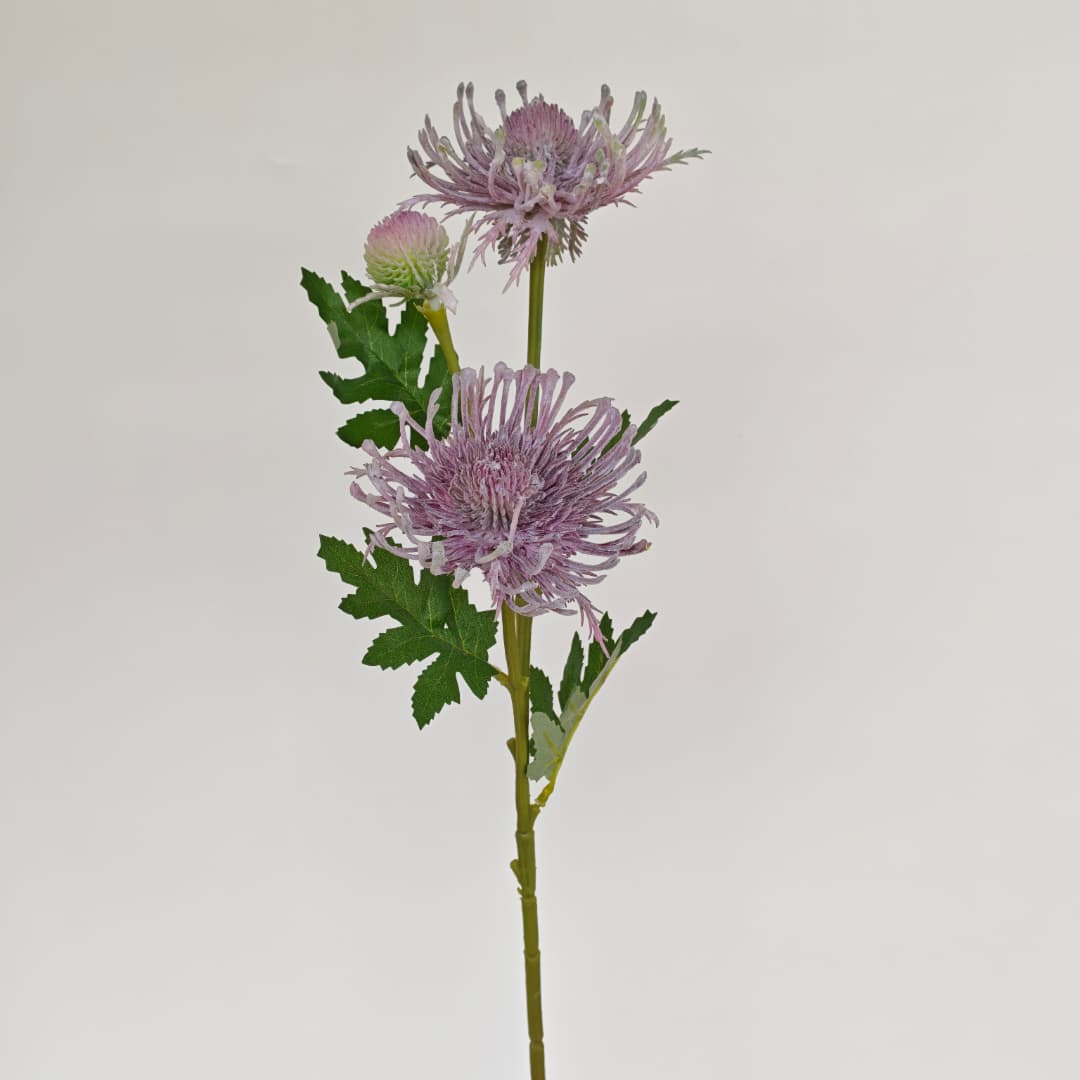 Spider Mum spy x 3-Beauty Pink | Tall Flowers