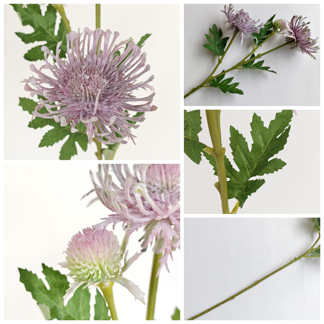 Spider Mum spy x 3-Beauty Pink | Tall Flowers