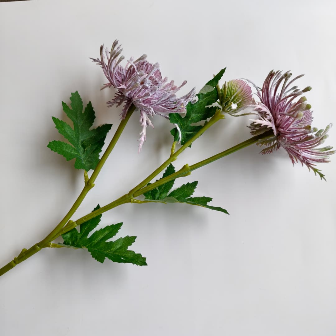 Spider Mum spy x 3-Beauty Pink | Tall Flowers