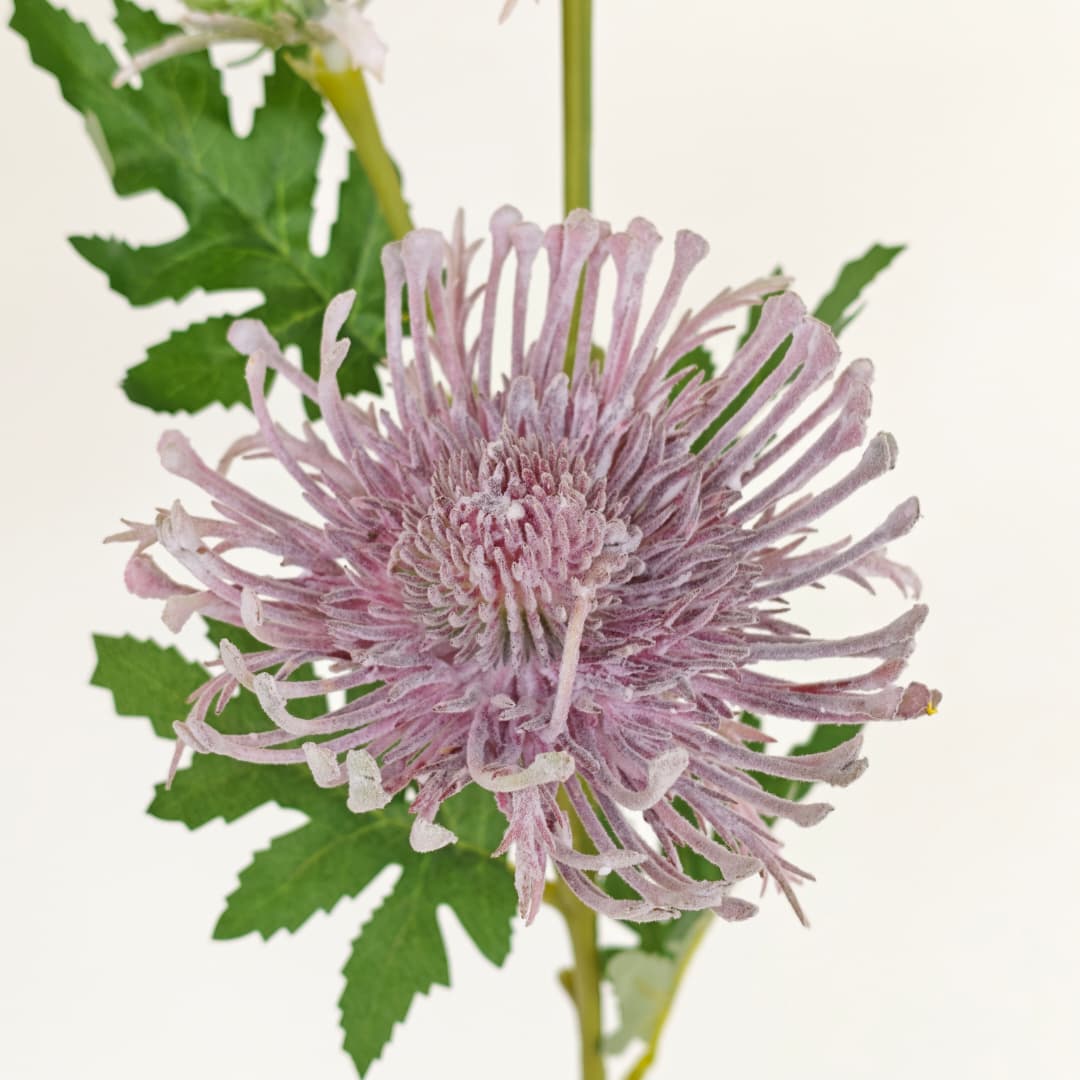 Spider Mum spy x 3-Beauty Pink | Tall Flowers