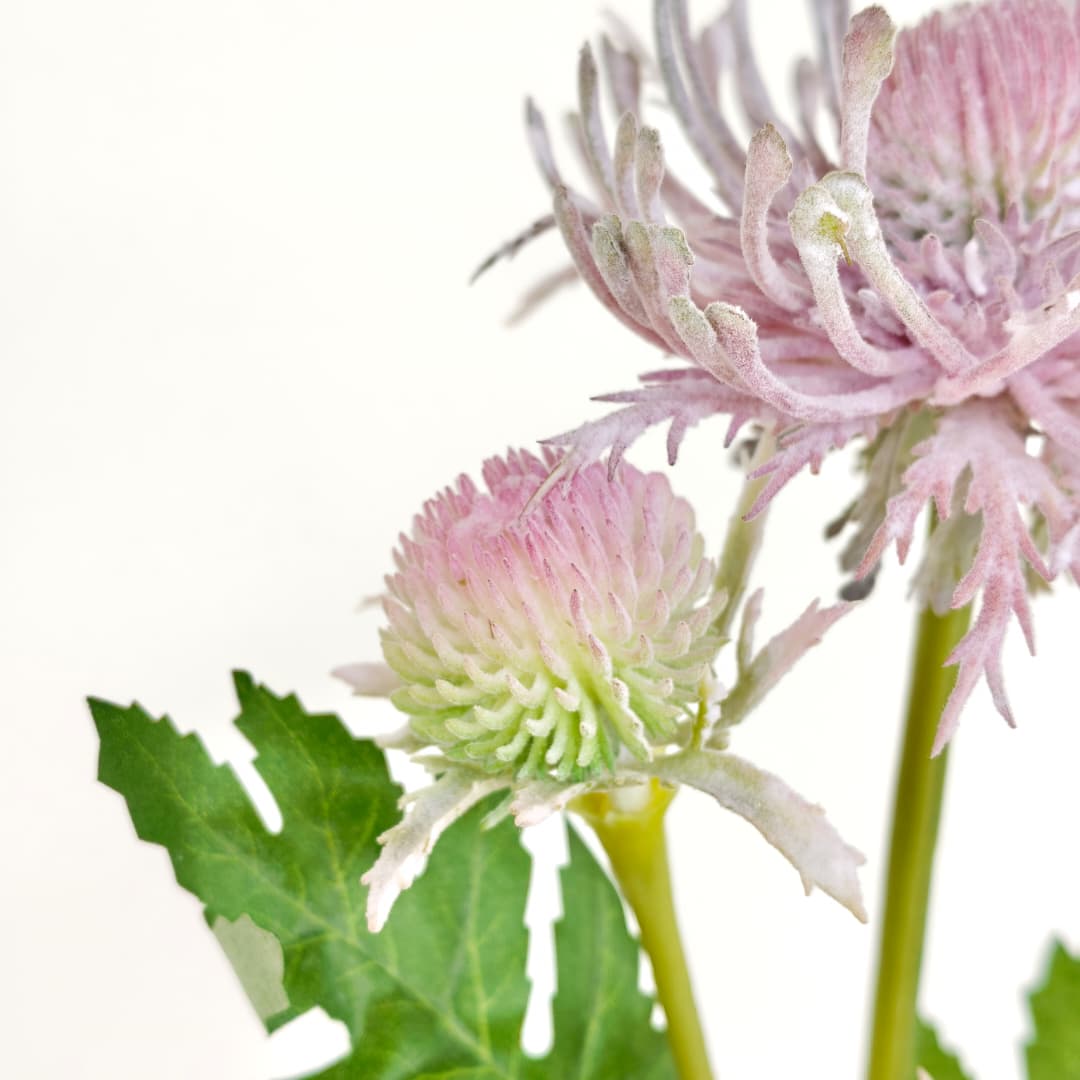 Spider Mum spy x 3-Beauty Pink | Tall Flowers