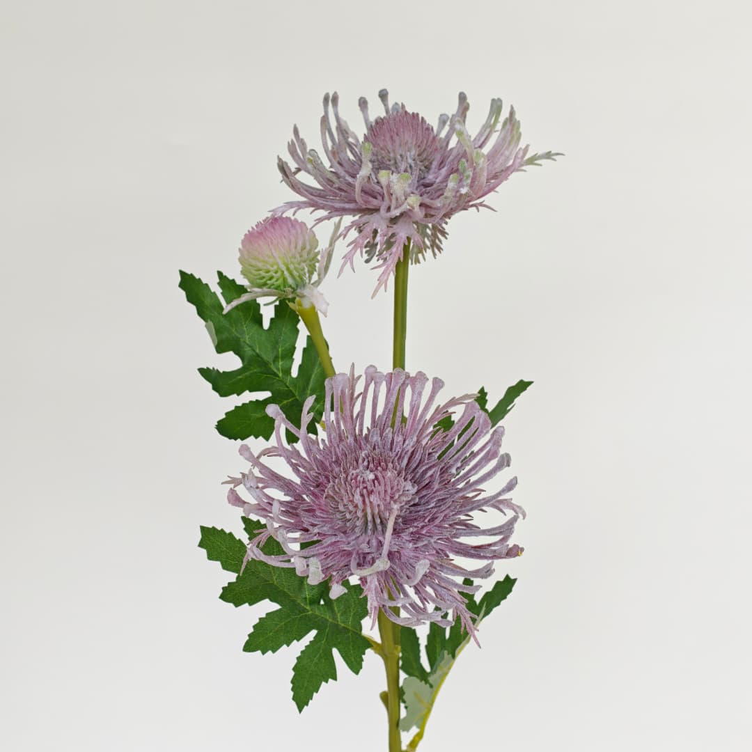 Spider Mum spy x 3-Beauty Pink | 