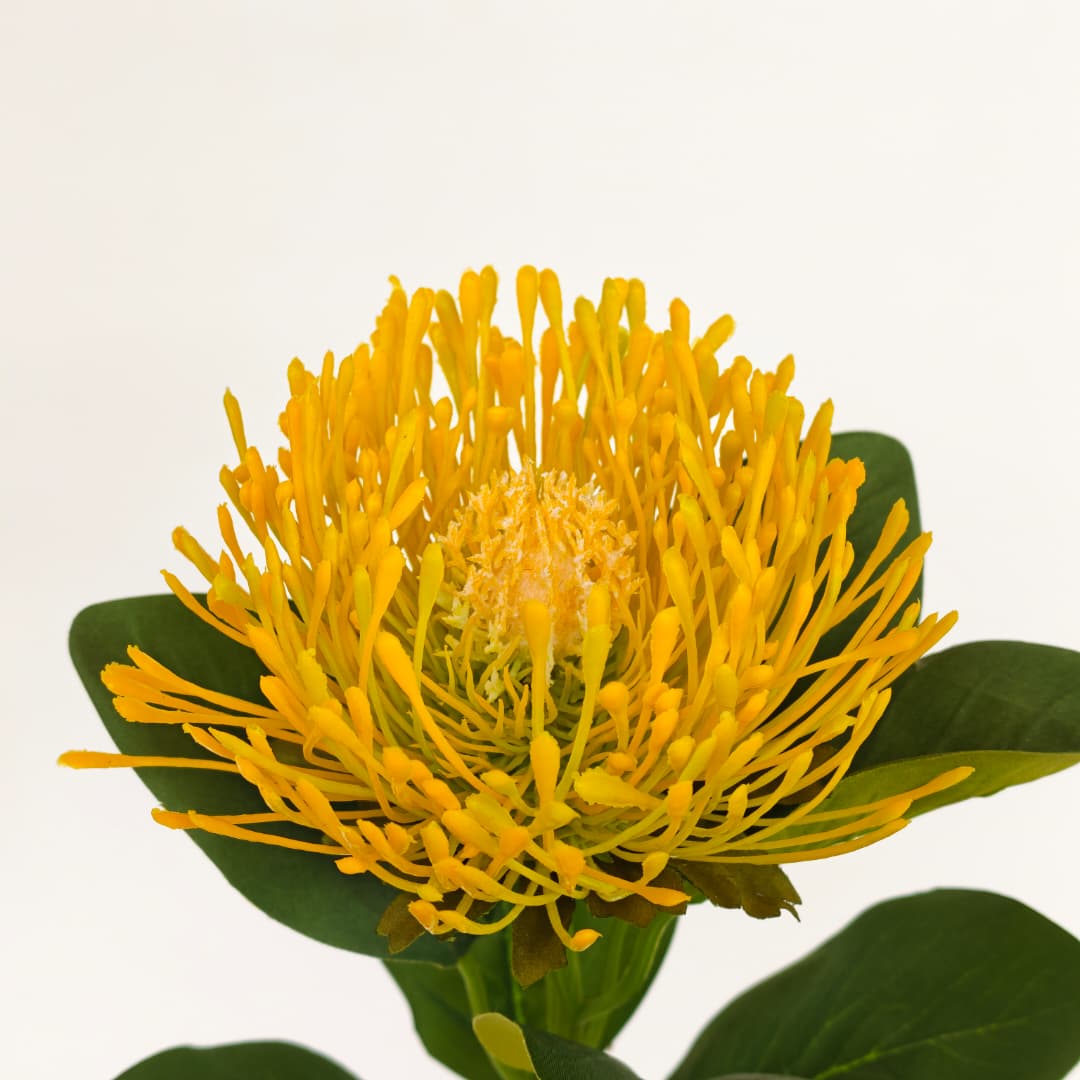 Single Protea Flower (64cm)-Yellow | Tall Flowers