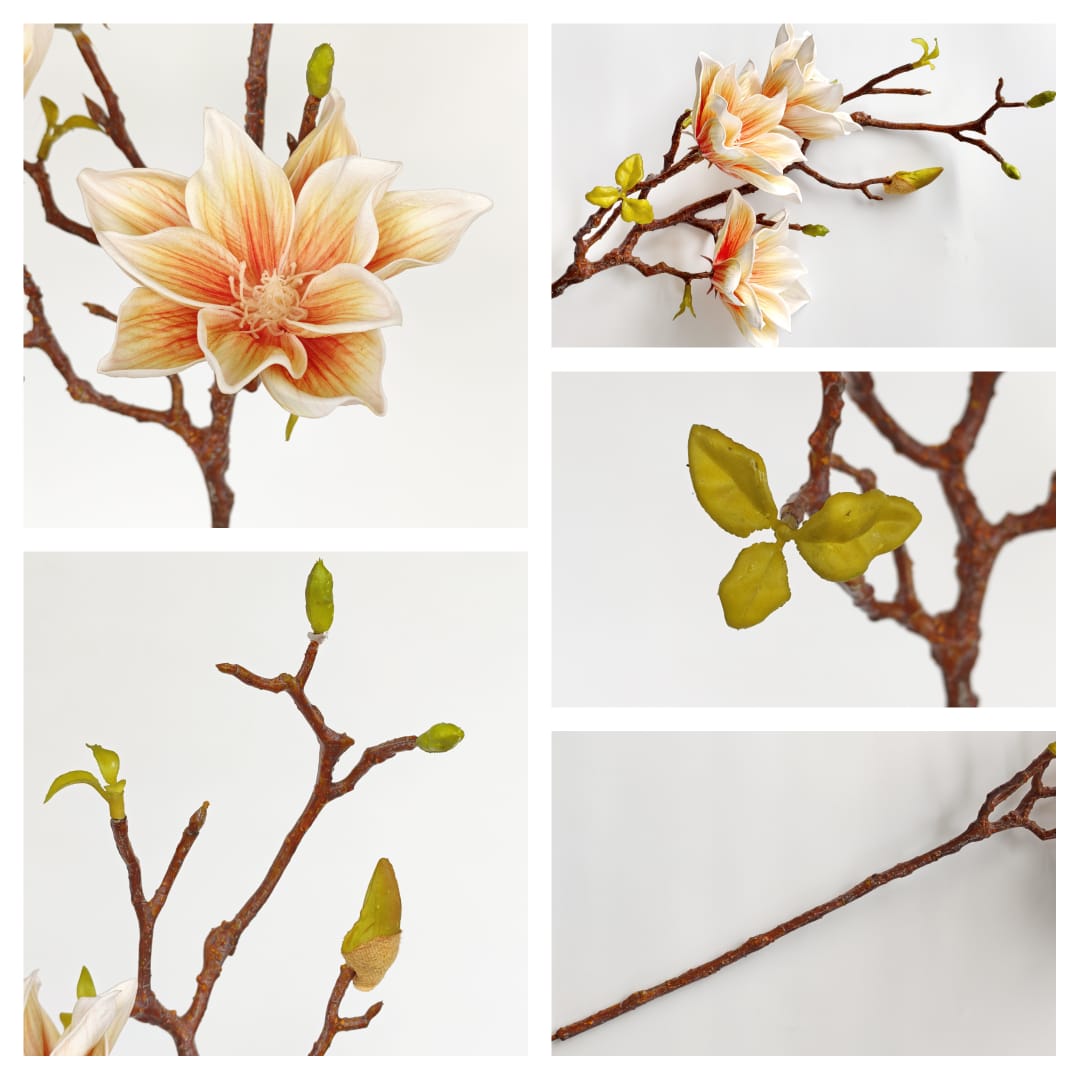 Ashe Magnolia | Tall Flowers