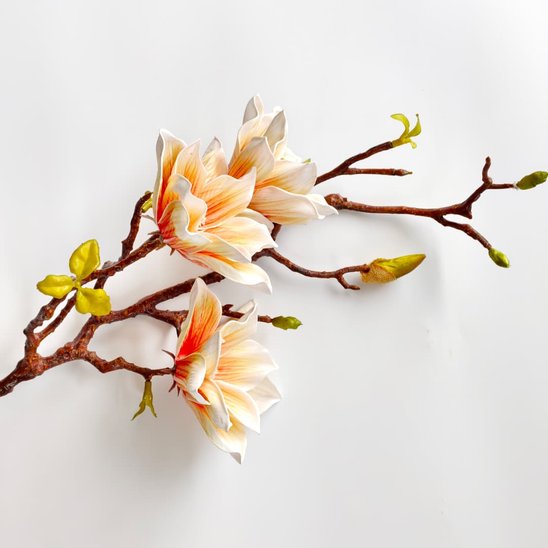 Ashe Magnolia | Tall Flowers