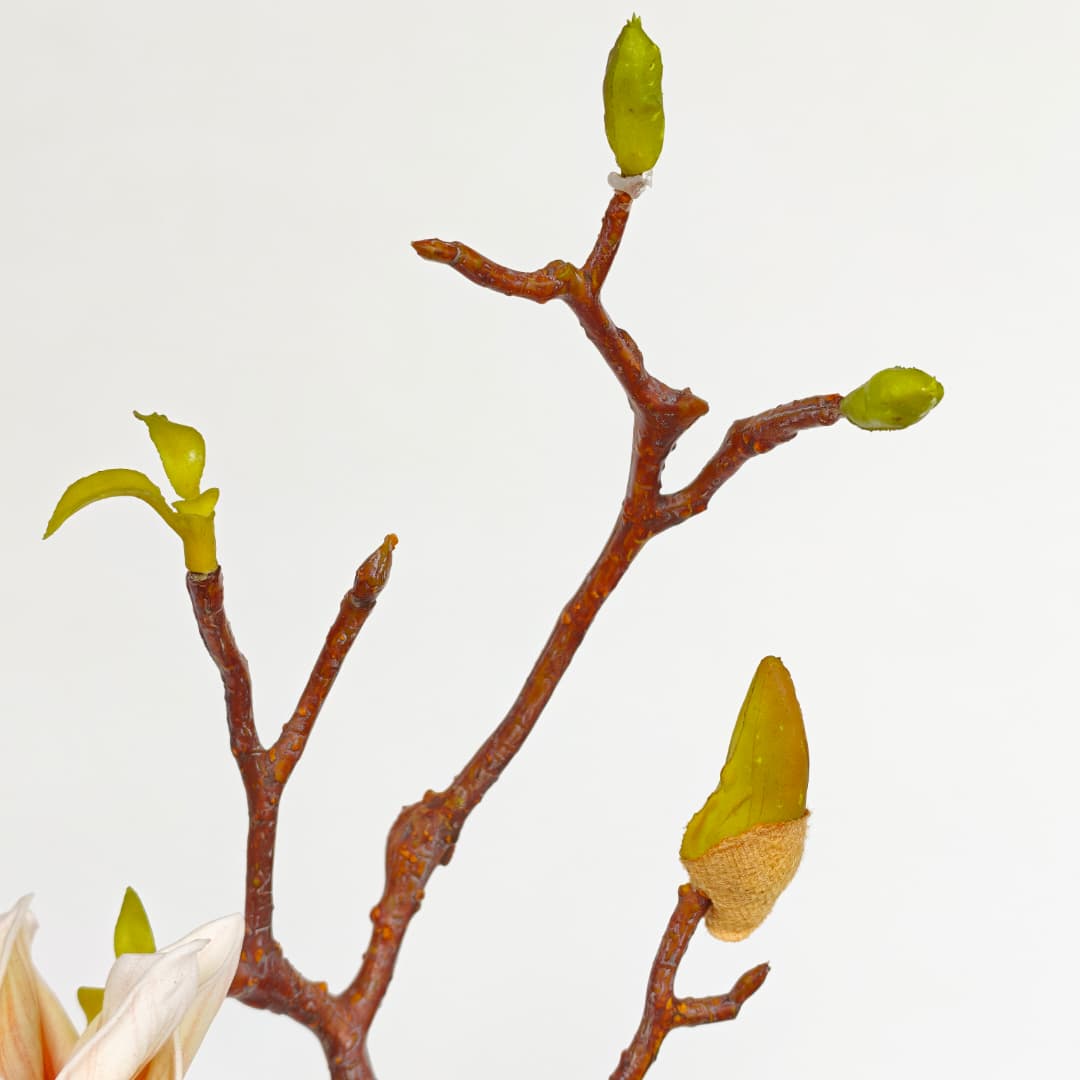 Ashe Magnolia | Tall Flowers
