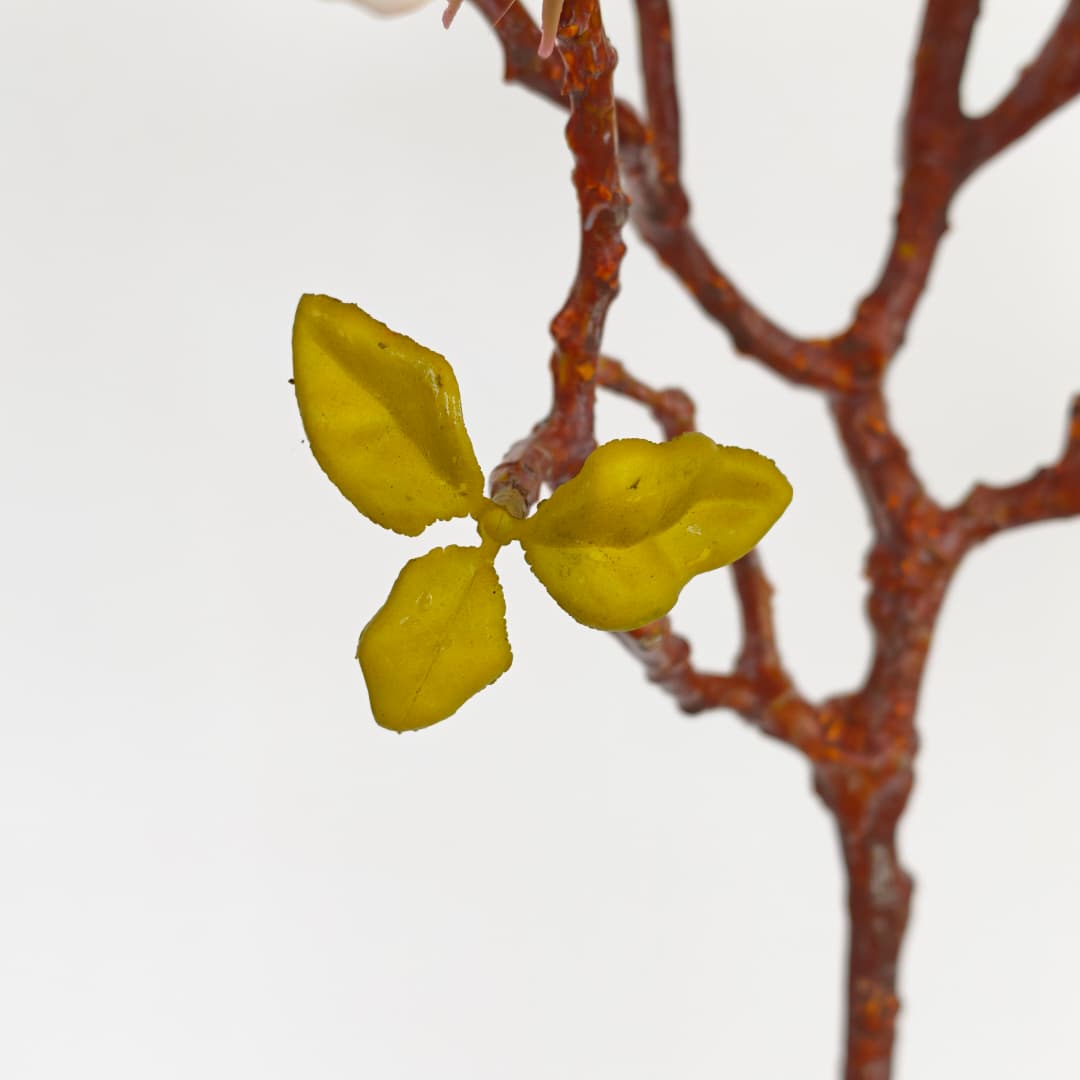 Ashe Magnolia | Tall Flowers