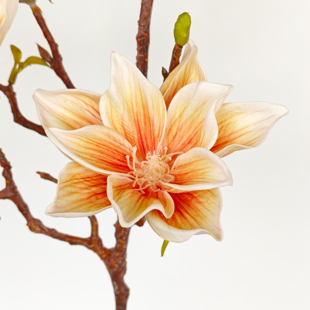 Ashe Magnolia | Tall Flowers