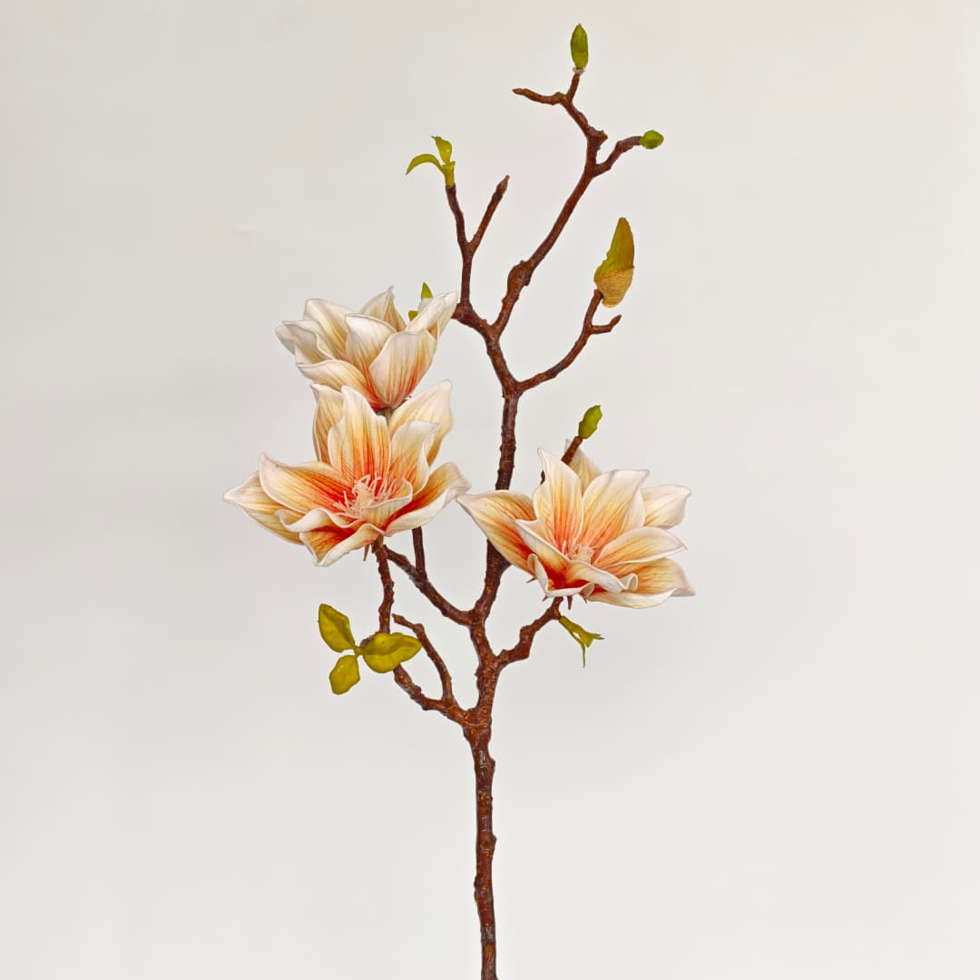 Ashe Magnolia | Tall Flowers