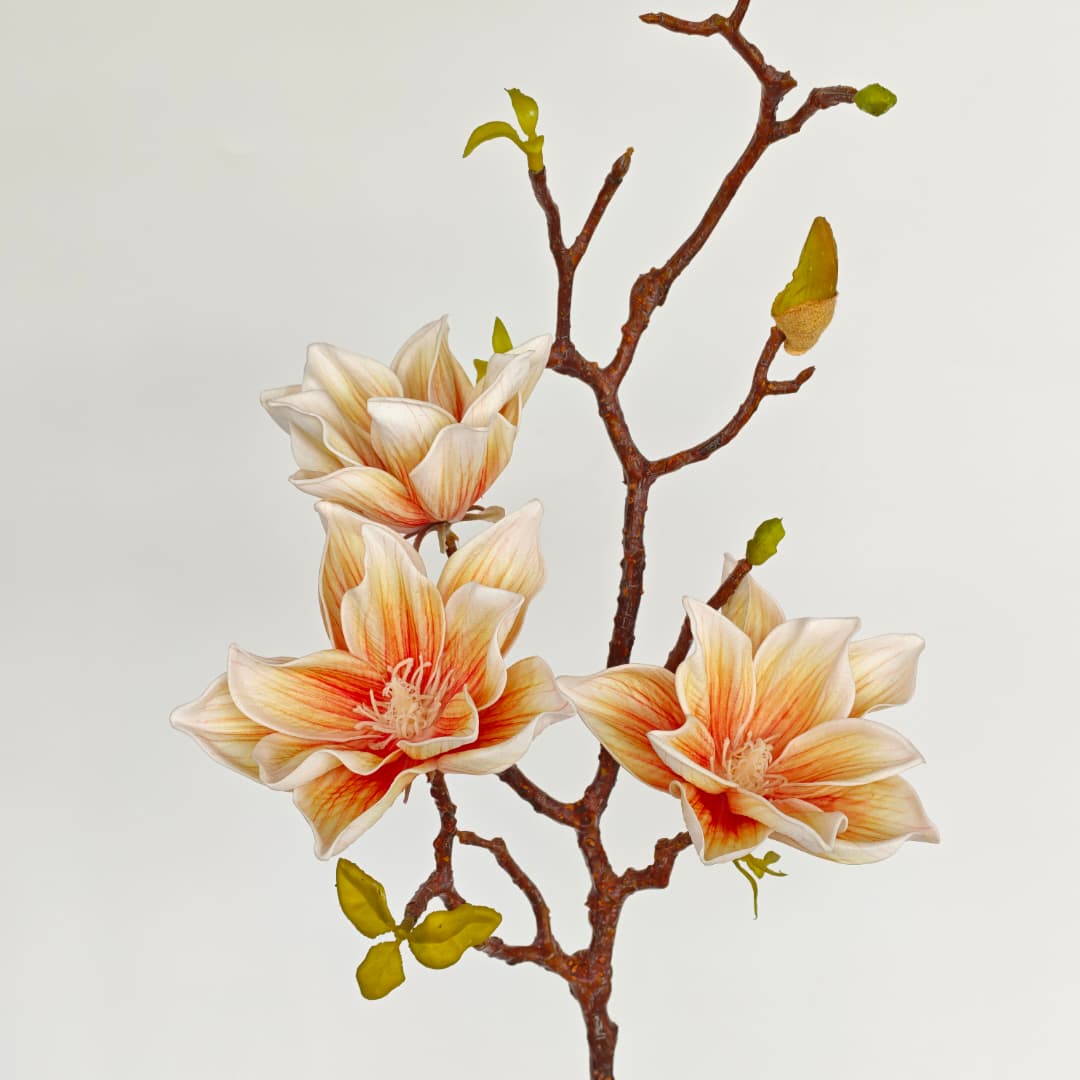 Ashe Magnolia | 