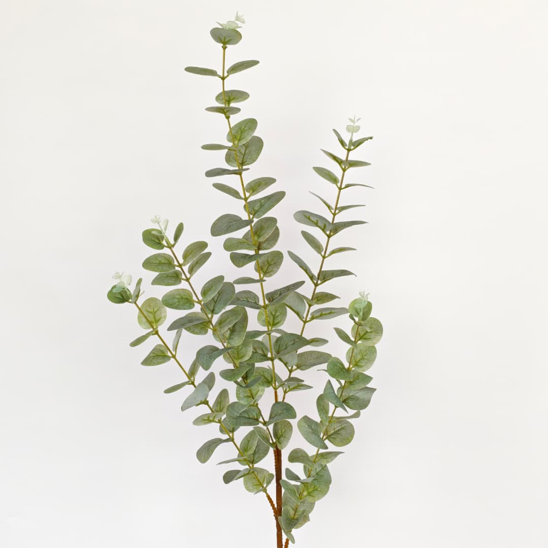 3D Eucalyptus | 
