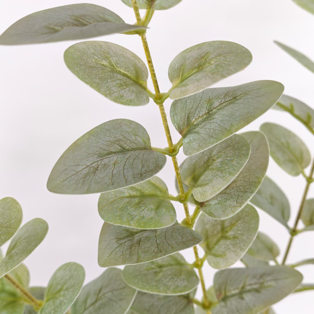 3D Eucalyptus | Tall Flowers