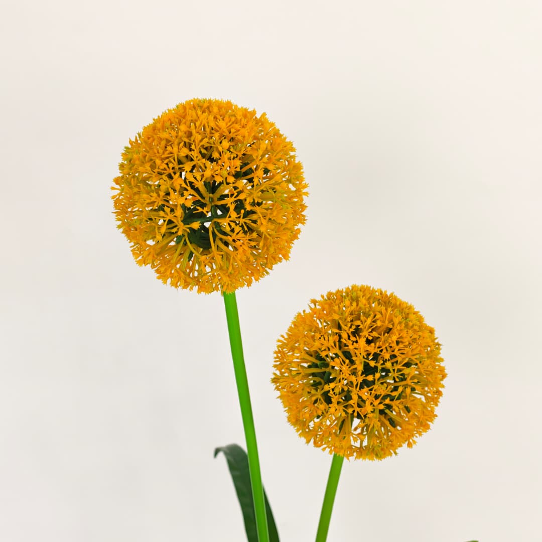 2 Heads Onion Ball 葱球 (86cm) | Tall Flowers