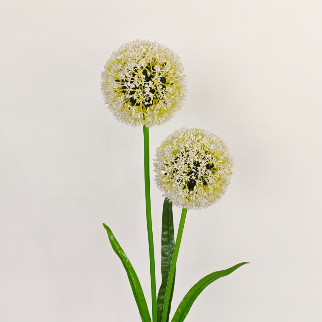2 Heads Onion Ball 葱球 | Tall Flowers