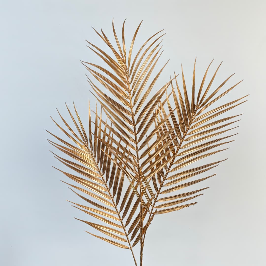 Single Dypsis Lutescens (50cm) 散尾葵 金色-Gold  | Fillers