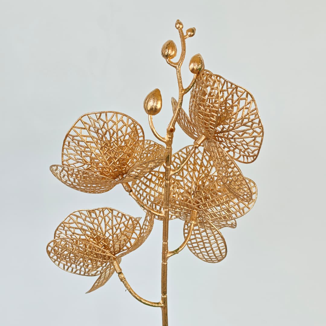 Phalaenopsis x 4 (36cm) 四叉蝴蝶兰-Gold | Tall Flowers