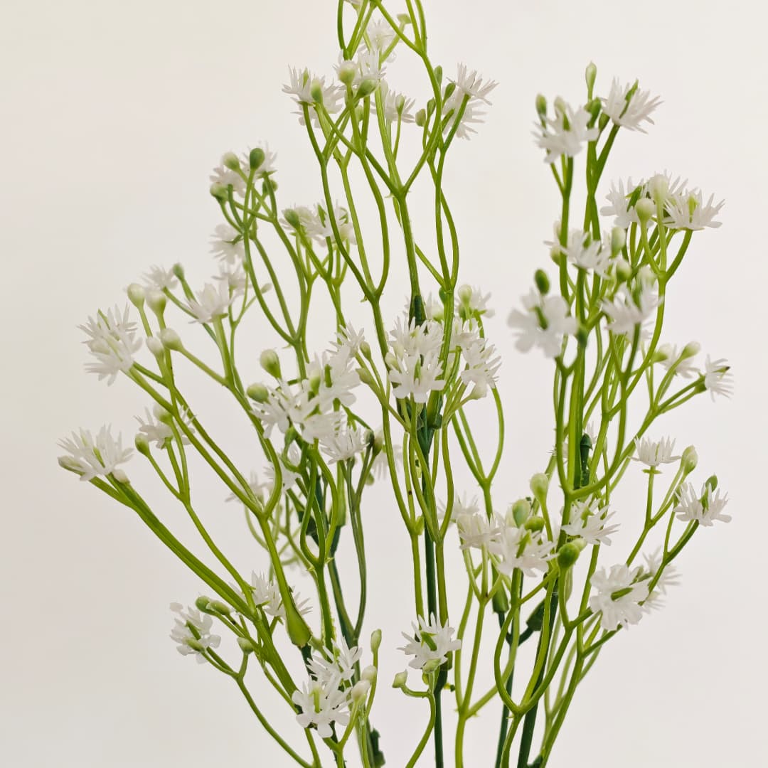 Baby's Breath Gypsophila 5 Heads 满天星-White | Fillers