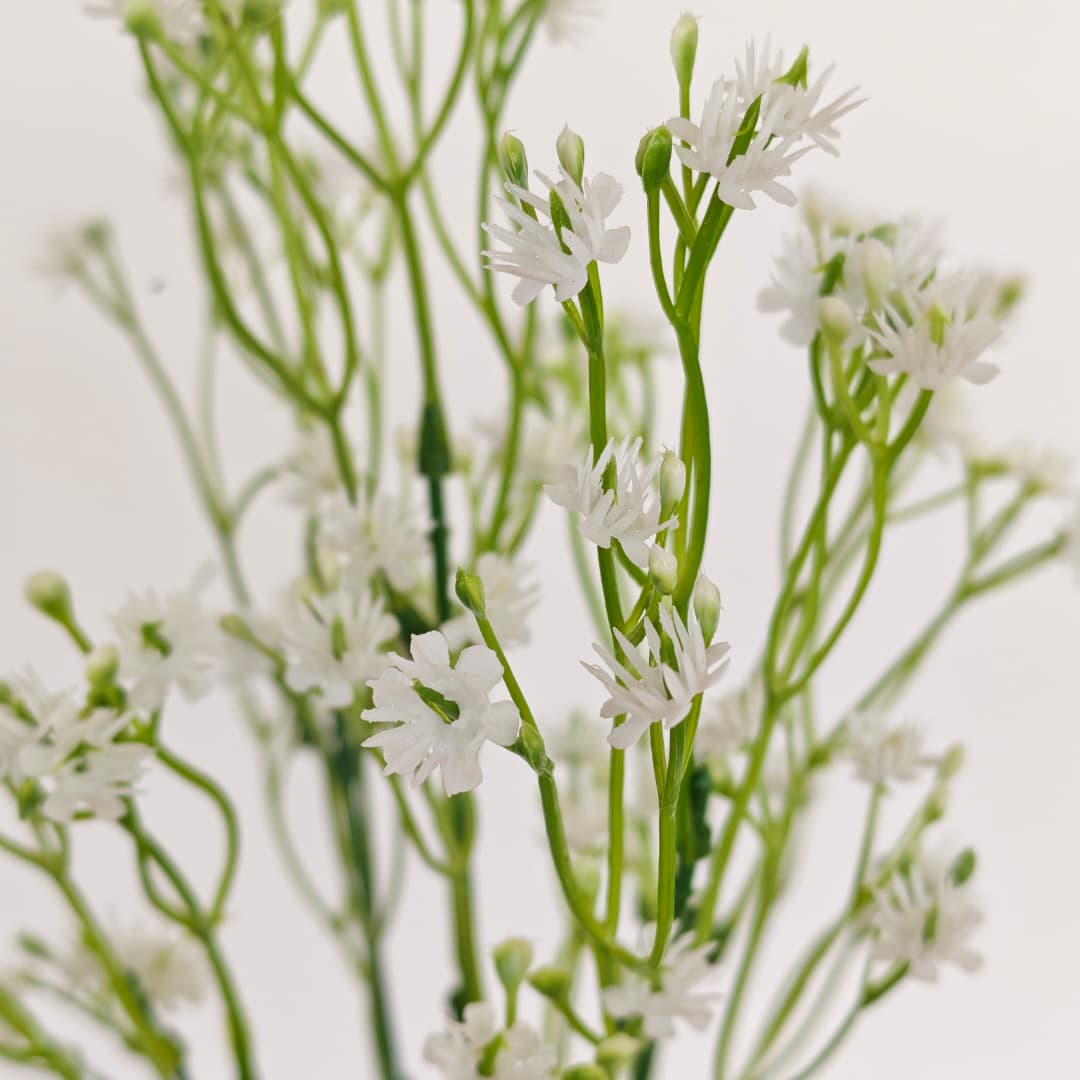 Baby's Breath Gypsophila 5 Heads 满天星-White | Fillers