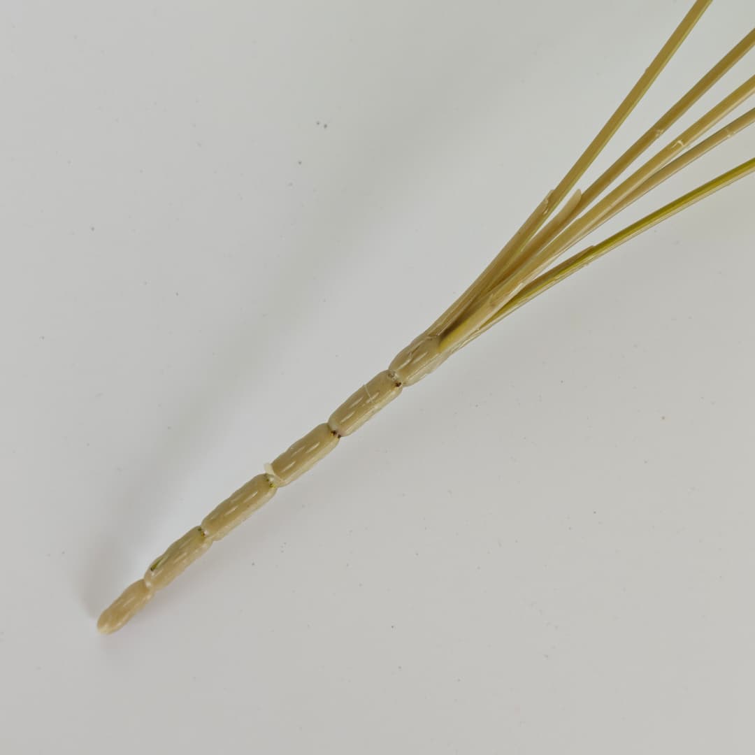 Dry Rose x 5 (L30cm) | Short Flowers